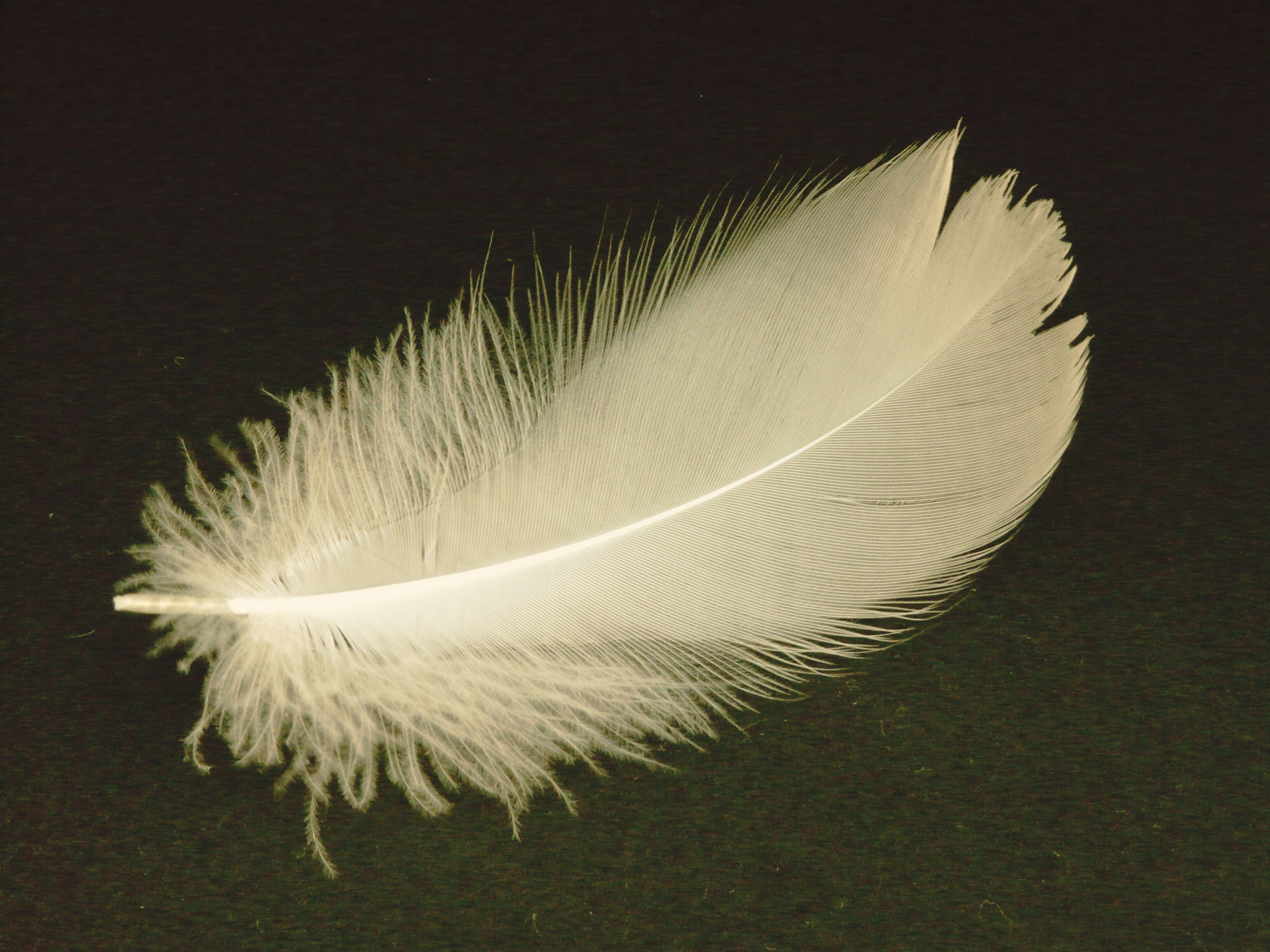 White Swan Feather
